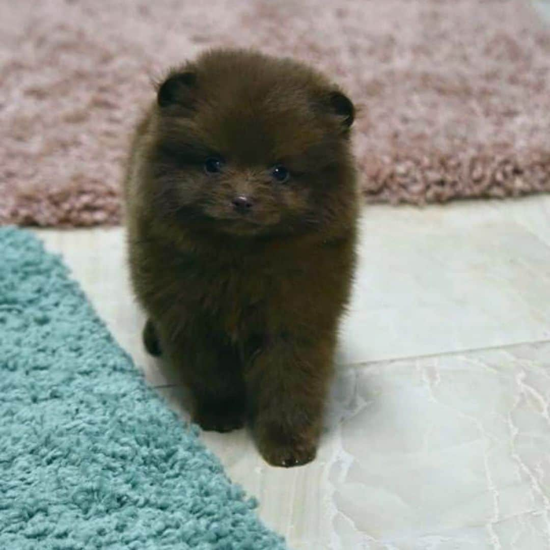 Puppy For Sale.さんのインスタグラム写真 - (Puppy For Sale.Instagram)「Шикарный крошечный мальчик померанского шпица редкого шоколадного  окраса 😊👍 ⠀ Супер пушистый, с кукольной мордашкой и замечательным озорным  характером 🔥👍 ⠀ ___ ⠀ Следите за нашими обновлениями и подписывайтесь👇 @artsimpatiya ⠀ Больше информации, фото и видео: Директ, на личном сайте питомника Арт Симпатия: www.artsimpatiya.ru ⠀ #pom #pomeranian #pomeranien #pomeranianspitz #pomeranianworld #pomeranianparis #pomeranianlyon #pomeranianbelgium #pomeranianromania #pomeranianamsterdam #pomeranianlove #pomeranianpuppy #pomeraniansofinstagram #pomeranianpuppies #pompuppy #pompuppies #spitz #spitzdog #pomeranianspitz #mypomeranian #puppiespomeranian #puppypom #pomeranianlondon #pomeranianengland #pomeranianholland #pomeranianclubholland」12月5日 2時30分 - artsimpatiya