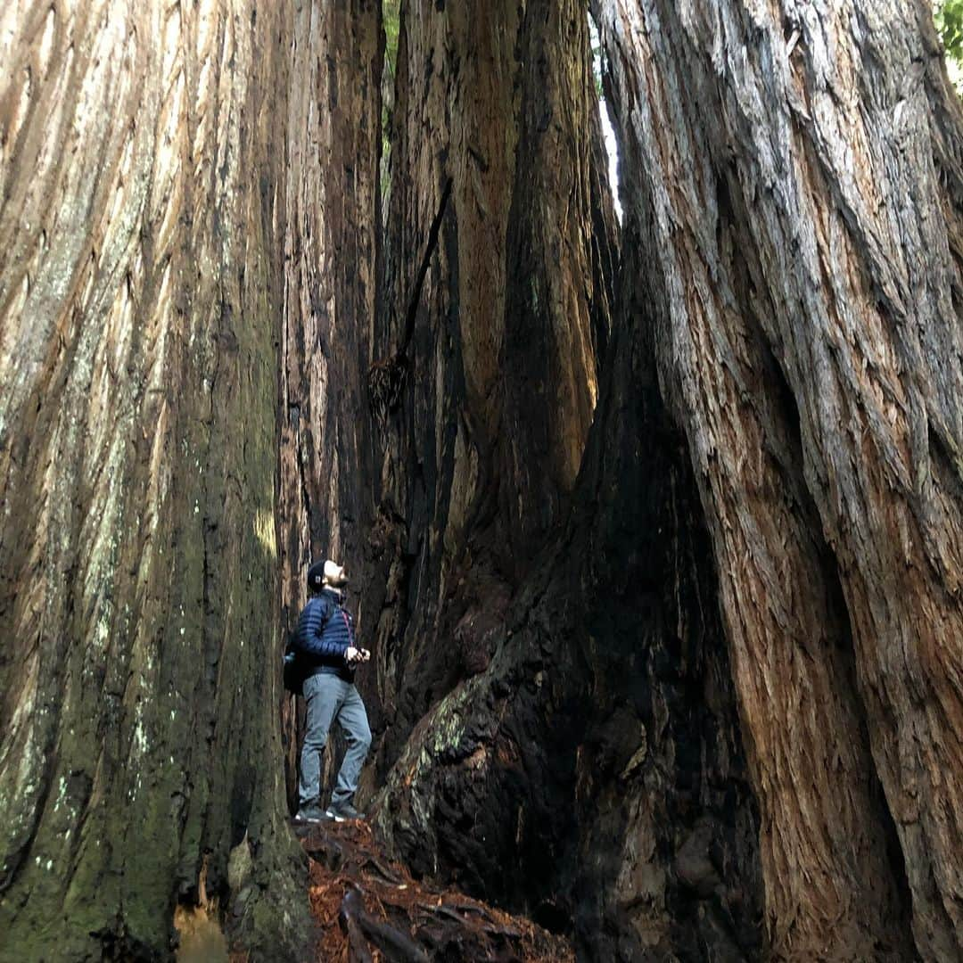 イアン・ハーディンクさんのインスタグラム写真 - (イアン・ハーディンクInstagram)「Man oh man NorCal. You’re just the prettiest.」12月5日 3時14分 - ianmharding