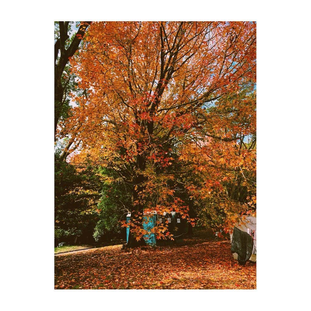 中井ノエミのインスタグラム：「🍄🍁🍂 autumn porn🍂🍁🍄 . . .  #lensbible #roamtheplanet #stayandwander #voyaged #landscape #wanderlust #hellofrom #artofvisuals #japan #asia #wanderlust #instagramjapan #team_jp_ #nomad #prague #folksouls #artofvisuals #folkscenery #autumn #youth #dusktildawn #dreamers #nightowl  #autumncolors #naturelovers」