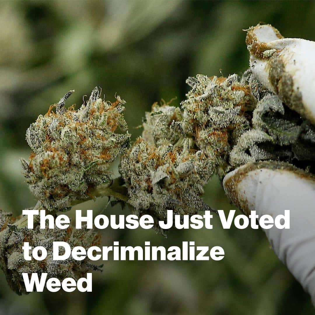 VICEさんのインスタグラム写真 - (VICEInstagram)「In a historic first, the U.S. House of Representatives voted to end the federal ban on cannabis. Senate Republicans are unlikely to take it up.⁠ ⁠ Link in bio.」12月5日 4時10分 - vice