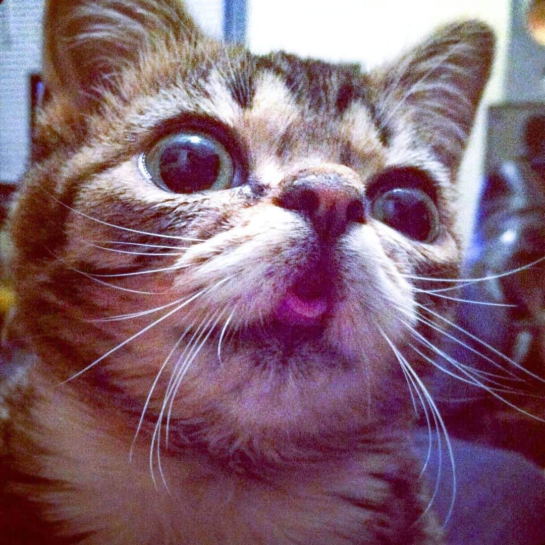 Lil BUBさんのインスタグラム写真 - (Lil BUBInstagram)「A 6 month Baby BUB, 9 years ago today. #lillilbub #babybub #lilbub」12月5日 4時17分 - iamlilbub