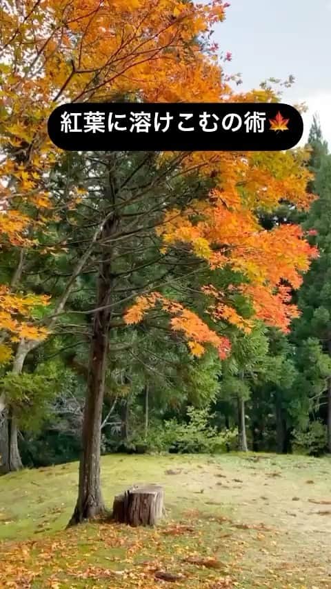 菜々香のインスタグラム：「紅葉の一部になりたい人。 見つけられるかな。 ちょっと前に作って上げてなかった動画。w なにしてるねん。 綺麗な紅葉、やろ😇  #リール#reels#紅葉になりたい人」
