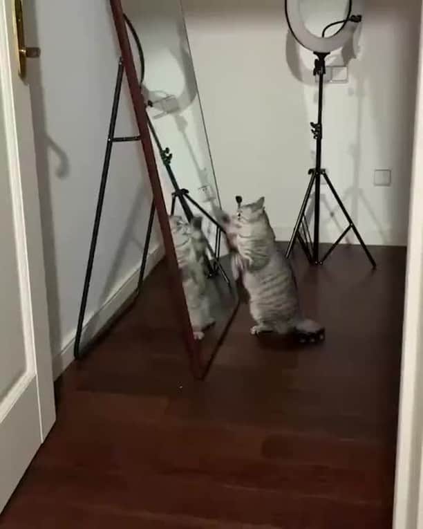 Aww Clubのインスタグラム