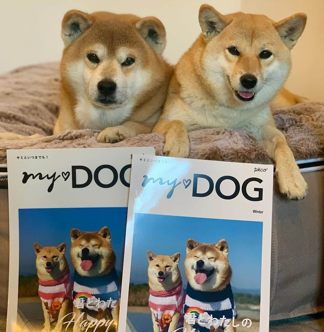 shibainu berryのインスタグラム