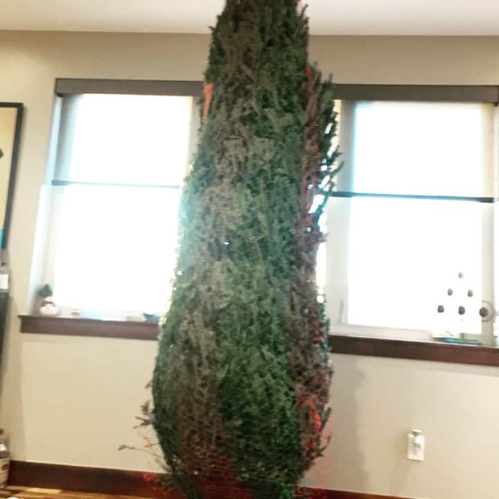 ドミニク・バーンズのインスタグラム：「First real Christmas tree in YEARS! And the Hubs first EVER! So much fun, so much sap, so much awesome 🤗🎄🤗 Happy Christmas everyone ♥️🎁♥️ . . . . . #timelapse #christmas #tree #ornaments #christmaslights #christmastree #christmasdecor #sap #denver #gay #bears #holidays #holiday #joy #noel #family #husbands」