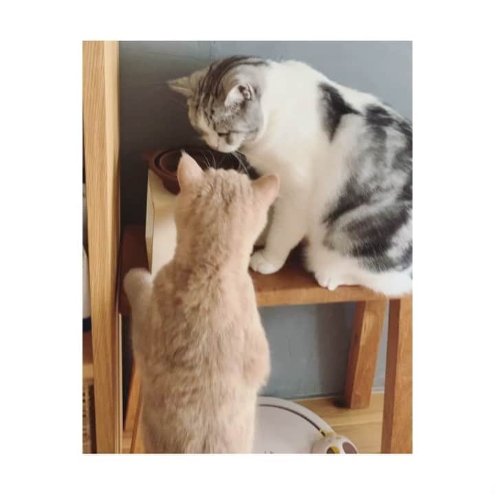 のインスタグラム：「👮‍♀️泥棒猫発見しました。」