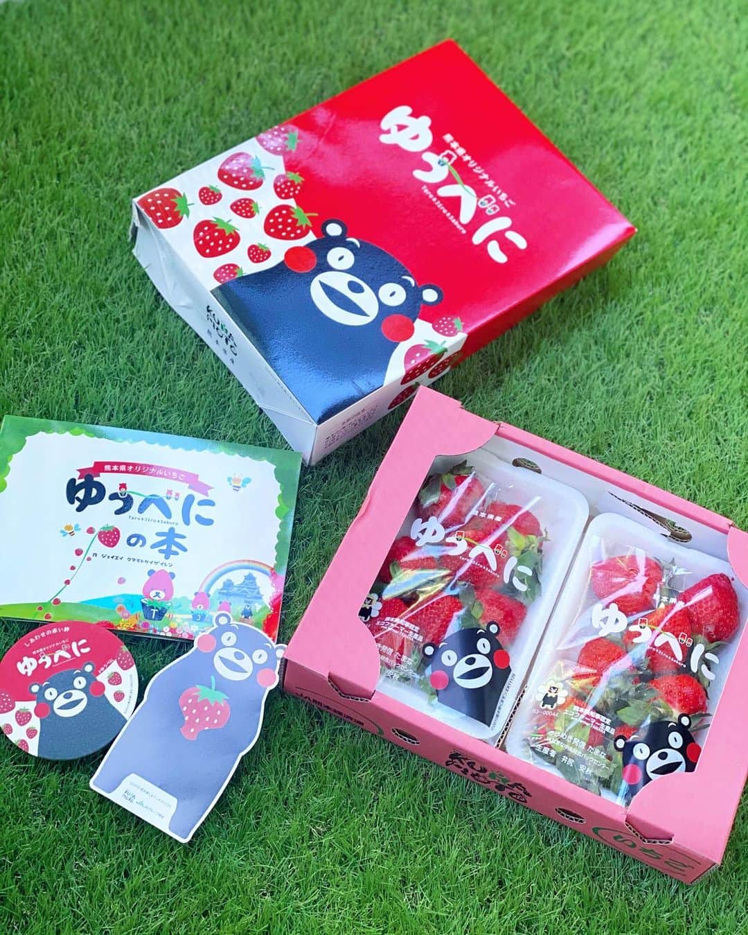 のインスタグラム：「熊本県産いちご「#ゆうべに」🍓 ㅤㅤㅤㅤㅤㅤㅤㅤㅤ  2014年に品種登録し、 2015年に「ゆうべに」という愛称が誕生✨✨ ㅤㅤㅤㅤㅤㅤㅤㅤㅤ 熊本の「熊（ゆう）」とイチゴの「紅（べに）色」を合わせたものなんだって😊❣️ ㅤㅤㅤㅤㅤㅤㅤㅤㅤ 華やかさと上品さをイメージして付けられてたんだとか😻💕 ㅤㅤㅤㅤㅤㅤㅤㅤㅤ ㅤㅤㅤㅤㅤㅤㅤㅤㅤ いちごはとっても大玉で、 甘さと酸味のバランスがよくて美味しかったよ😉✨　  くまもんのコースター、ステッカー、 そして絵本「ゆうべにの本」まで同封されてたっ🧸✨✨ @55_kumamontai ㅤㅤㅤㅤㅤㅤㅤㅤㅤ ㅤㅤㅤㅤㅤㅤㅤㅤㅤ ㅤㅤㅤㅤㅤㅤㅤㅤㅤ ㅤㅤㅤㅤㅤㅤㅤㅤㅤ  ㅤㅤㅤㅤㅤㅤㅤㅤㅤ ㅤㅤㅤㅤㅤㅤㅤㅤㅤ ㅤㅤㅤㅤㅤㅤㅤㅤㅤ  ㅤㅤㅤㅤㅤㅤㅤㅤㅤ ㅤㅤㅤㅤㅤㅤㅤㅤㅤ ㅤㅤㅤㅤㅤㅤㅤㅤㅤ  #ゆうべに #熊本 #いちご #アンバサダー #JA #JA熊本 #お取り寄せ #お取り寄せグルメ #お取り寄せスイーツ #熊本グルメ #熊本スイーツ #苺 #딸기 #ストロベリー #strawberry #くまもん #インフルエンサー  #インスタグラマー #いちごスイーツ #いちご🍓 #いちご大好き」