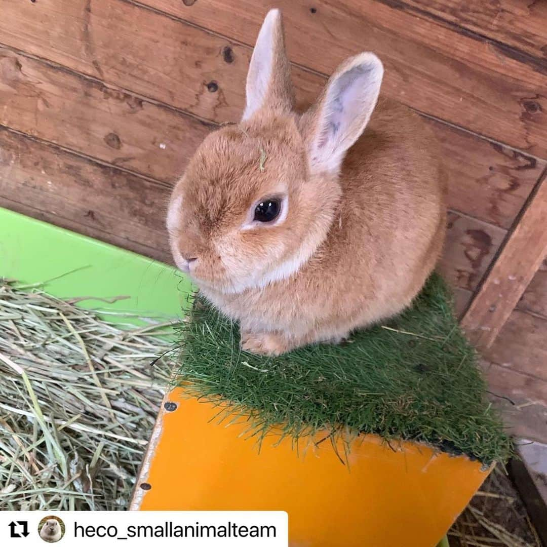 hokkaidoecoさんのインスタグラム写真 - (hokkaidoecoInstagram)「#Repost @heco_smallanimalteam  ・・・ こちらも放飼場デビューしたてのティムちゃんです🐰 #🐰  #うさぎ  #うさぎのいる生活  #うさぎのいる暮らし  #うさぎ好きさんと繋がりたい  #ネザーランドドワーフ  #ネザーランドドワーフ女の子  #ネザーランドドワーフオレンジ  #ねざーらんど  #かわいい女の子  #北海道eco動物自然専門学校」12月5日 14時44分 - hokkaidoeco