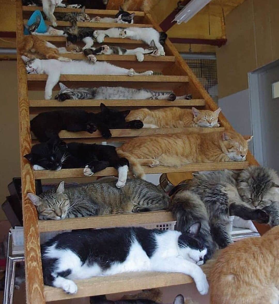 Cute Pets Dogs Catsさんのインスタグラム写真 - (Cute Pets Dogs CatsInstagram)「How many 🐈 are in this pic? 🙃  If you like it pls support with ❤️  Credit: unknown For crediting issues, pls DM.  Note: we don’t own this video/picture, all rights go to their respective owners. If owner is not provided, tagged (meaning we couldn’t find who is the owner), pls DM and owner will be tagged shortly after.   #kitty #cats #kitten #kittens #kedi #katze #แมว #猫 #ねこ #ネコ #貓 #고양이 #Кот #котэ #котик #кошка#cutecats #meow #kittycat #catinstagram #catsclub #cats_of_instagram #kitty #ilovemycat #caturday #catsofig #thedailykitten #bestmeow #excellent_cats」12月5日 6時20分 - dailycatclub