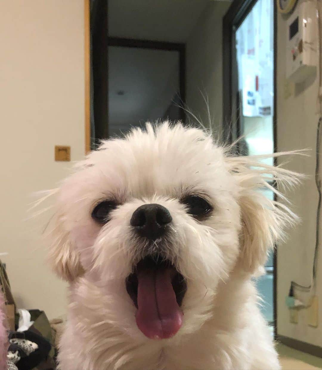 小野真弓さんのインスタグラム写真 - (小野真弓Instagram)「おはようございます^ ^ 仕事で久しぶりに茨城へ。 落ち葉の絨毯で道が黄金色🍂✨筑波山も間近で見られて、気持ちの良い一日でした( ´∀｀)⛰ #茨城県#つくば市#撮影#白衣#ラフラボ#お知らせはまた #紅葉絨毯#まちわわせ#ペニーレインつくば#ドッグカフェ #ドッグラン#さつまいもマフィン#ドッグメニュー#パンが美味しい#カフェメニューも美味しい#静電気#千葉暮らし#犬のいる暮らし#犬は孫#実家エリア 仕事終わりで待ちわわせ。🙋‍♀️🐶🐶 ハナハルは、じいちゃん‍ばあちゃんに連れてきてもらったよー🚗美味しいランチとドッグラン☺️ 犬たち、うはうは(๑>◡<๑)💕 空気がカラカラの季節ですー🍂 ハルくん静電気バチバチ⚡️🐶かーさんしわしわ⚡️ 化粧水パックいのちです。。👹❄️ 良い週末を🍀😷」12月5日 6時46分 - hanaharuaroi