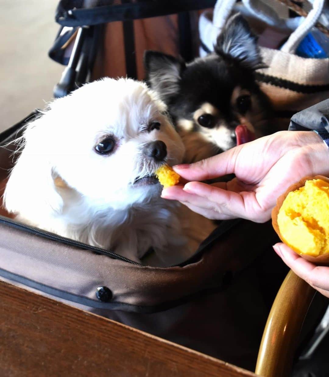 小野真弓さんのインスタグラム写真 - (小野真弓Instagram)「おはようございます^ ^ 仕事で久しぶりに茨城へ。 落ち葉の絨毯で道が黄金色🍂✨筑波山も間近で見られて、気持ちの良い一日でした( ´∀｀)⛰ #茨城県#つくば市#撮影#白衣#ラフラボ#お知らせはまた #紅葉絨毯#まちわわせ#ペニーレインつくば#ドッグカフェ #ドッグラン#さつまいもマフィン#ドッグメニュー#パンが美味しい#カフェメニューも美味しい#静電気#千葉暮らし#犬のいる暮らし#犬は孫#実家エリア 仕事終わりで待ちわわせ。🙋‍♀️🐶🐶 ハナハルは、じいちゃん‍ばあちゃんに連れてきてもらったよー🚗美味しいランチとドッグラン☺️ 犬たち、うはうは(๑>◡<๑)💕 空気がカラカラの季節ですー🍂 ハルくん静電気バチバチ⚡️🐶かーさんしわしわ⚡️ 化粧水パックいのちです。。👹❄️ 良い週末を🍀😷」12月5日 6時46分 - hanaharuaroi