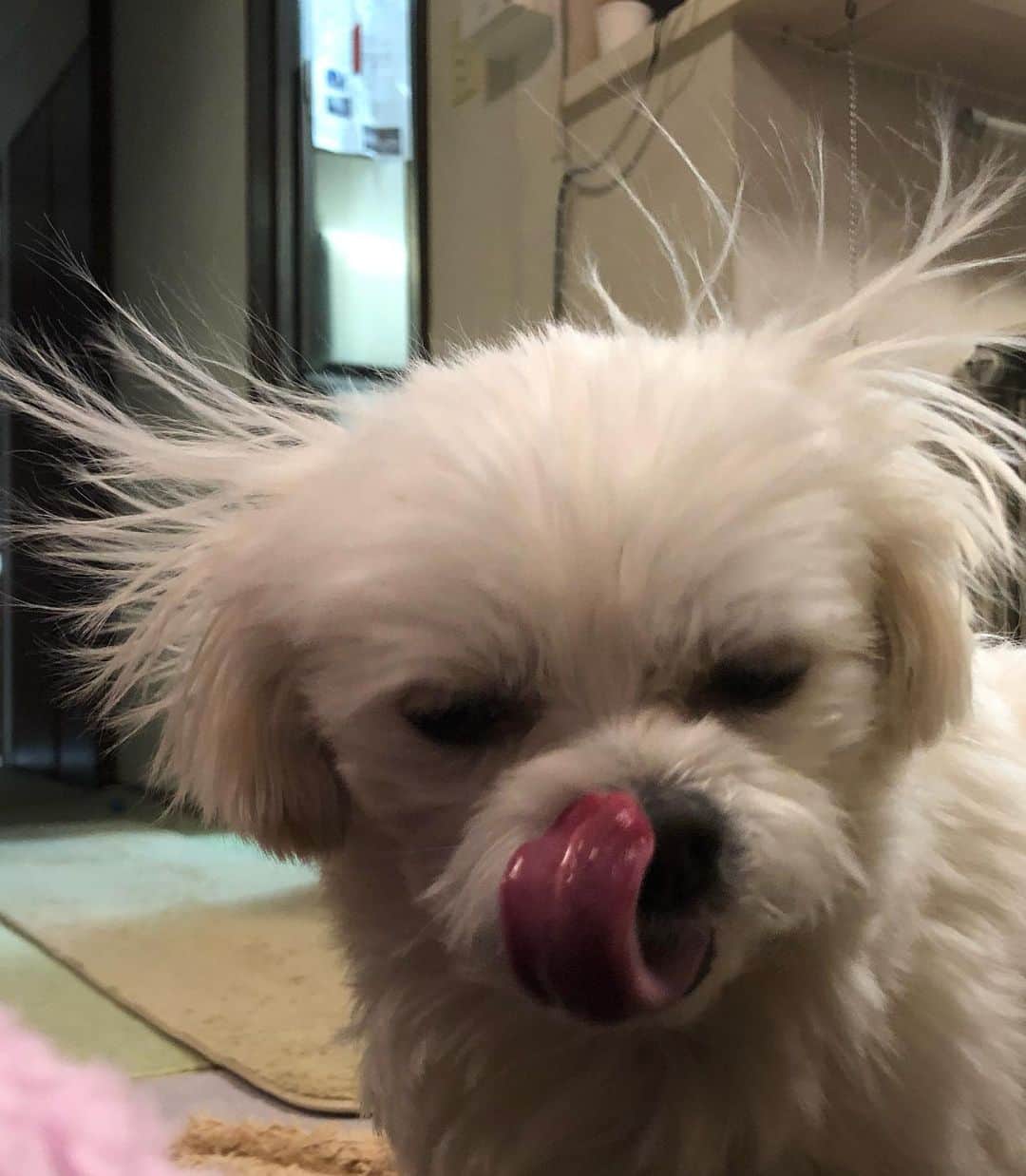 小野真弓さんのインスタグラム写真 - (小野真弓Instagram)「おはようございます^ ^ 仕事で久しぶりに茨城へ。 落ち葉の絨毯で道が黄金色🍂✨筑波山も間近で見られて、気持ちの良い一日でした( ´∀｀)⛰ #茨城県#つくば市#撮影#白衣#ラフラボ#お知らせはまた #紅葉絨毯#まちわわせ#ペニーレインつくば#ドッグカフェ #ドッグラン#さつまいもマフィン#ドッグメニュー#パンが美味しい#カフェメニューも美味しい#静電気#千葉暮らし#犬のいる暮らし#犬は孫#実家エリア 仕事終わりで待ちわわせ。🙋‍♀️🐶🐶 ハナハルは、じいちゃん‍ばあちゃんに連れてきてもらったよー🚗美味しいランチとドッグラン☺️ 犬たち、うはうは(๑>◡<๑)💕 空気がカラカラの季節ですー🍂 ハルくん静電気バチバチ⚡️🐶かーさんしわしわ⚡️ 化粧水パックいのちです。。👹❄️ 良い週末を🍀😷」12月5日 6時46分 - hanaharuaroi