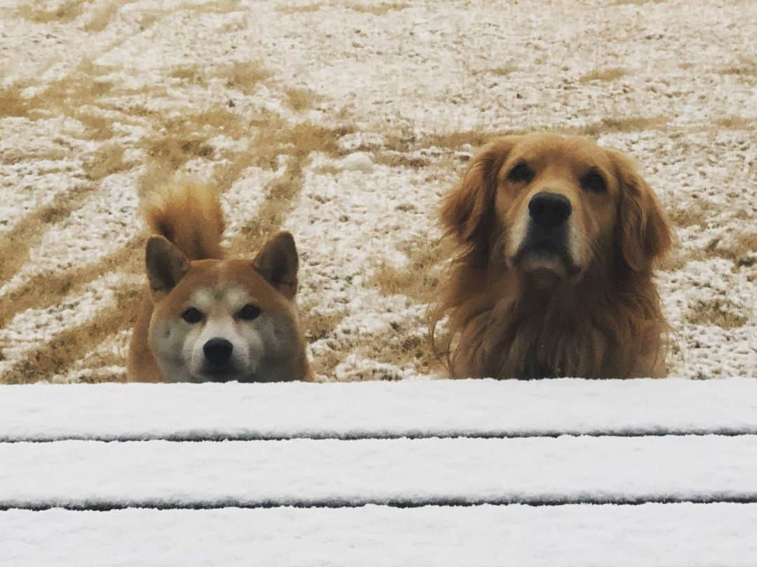 篠原信一さんのインスタグラム写真 - (篠原信一Instagram)「おはようワン🐕🐶 朝起きたら薄ら雪が降ってたワン♪  #柴犬 #しばいぬ #ゴールデンレトリバー #小鉄とニコの大冒険  #shibainu #goldenretriever #いぬすたぐらむ #いぬのいる暮らし #犬との暮らし」12月5日 6時50分 - kotetu__niko