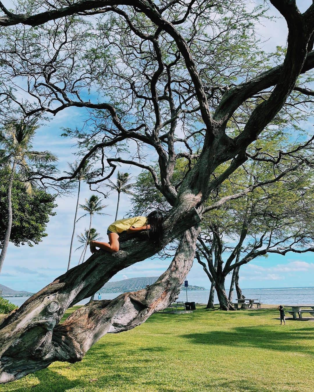 のインスタグラム：「休憩する場所は相変わらず木の上🌳🐒  #娘HawaiiLife」