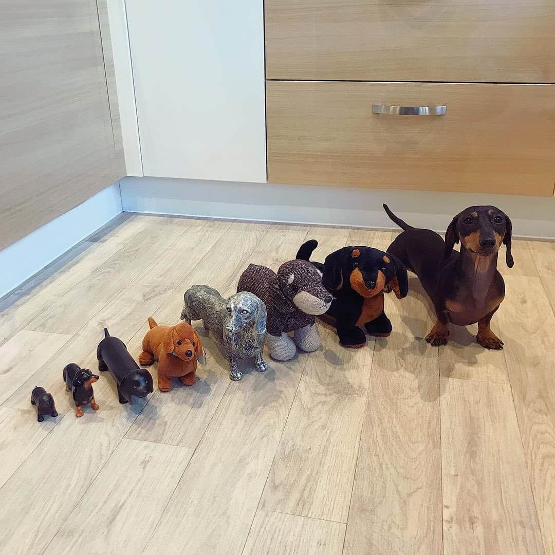Instagramさんのインスタグラム写真 - (InstagramInstagram)「Line ‘em up for #WeeklyFluff! 🐕⁣ ⁣ Meet Woody (@woodytheminidach), a lovable miniature dachshund who has no problem keeping his plush and ornamental friends in order.⁣ ⁣ Photo by @woodytheminidach」12月5日 7時07分 - instagram