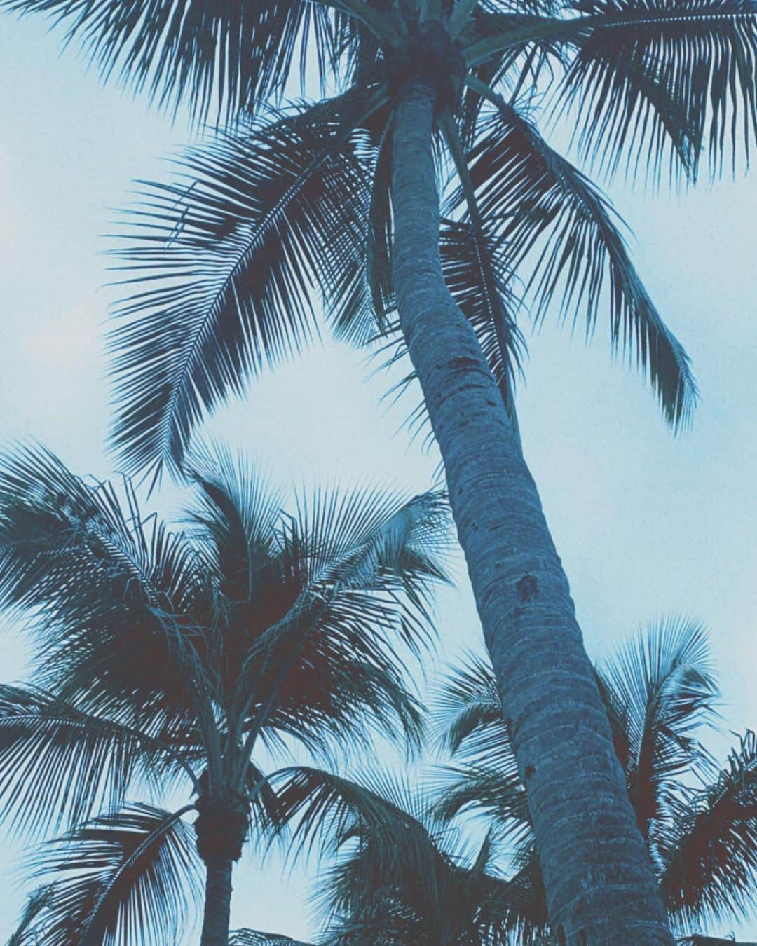 Brooke Marie Hylandさんのインスタグラム写真 - (Brooke Marie HylandInstagram)「Find me here, under the palms🌴」12月5日 7時18分 - brookehyland