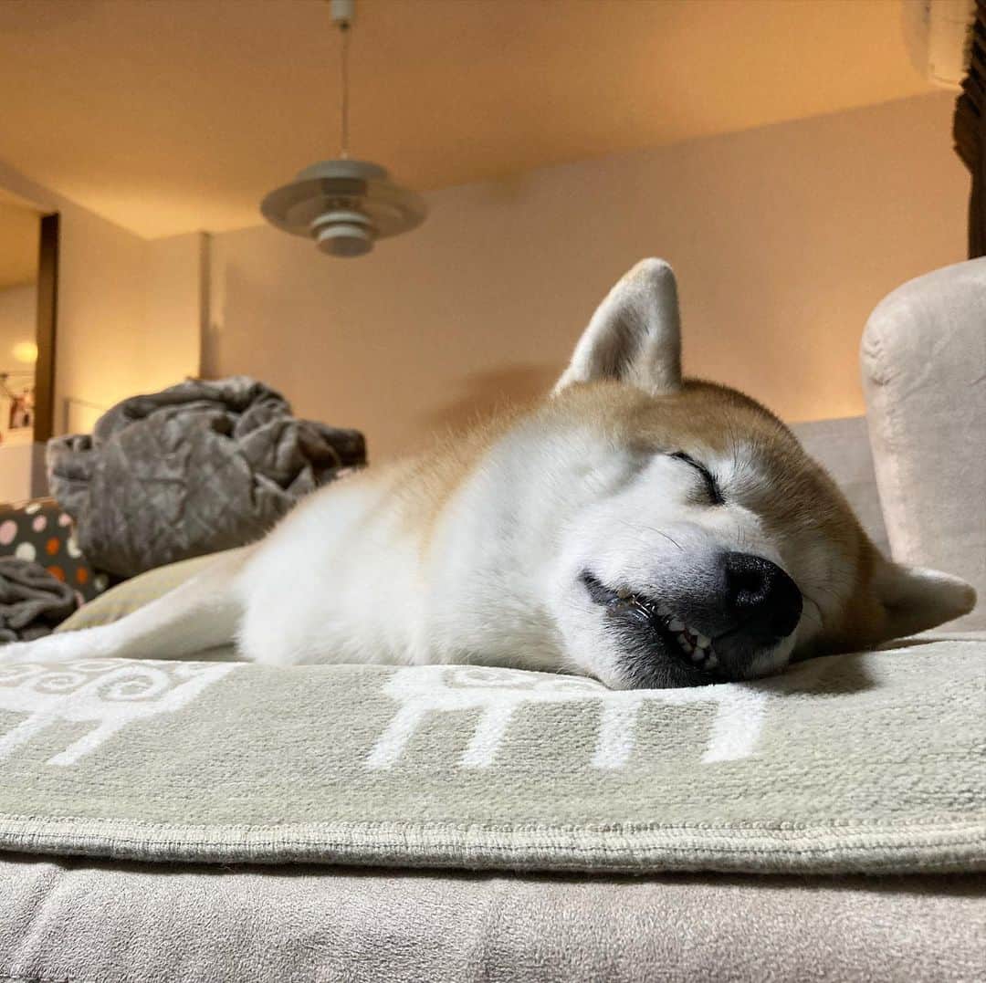 のインスタグラム：「#寝るてんこ　#みんなのソファ」