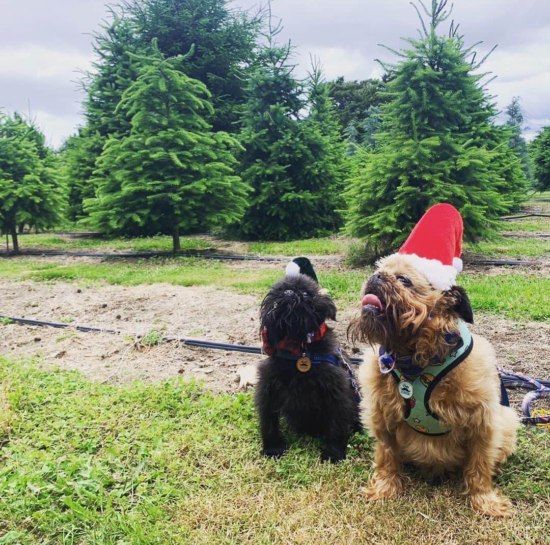 Digby & Aloのインスタグラム：「The first shopping trip of the season! 😍🎄」