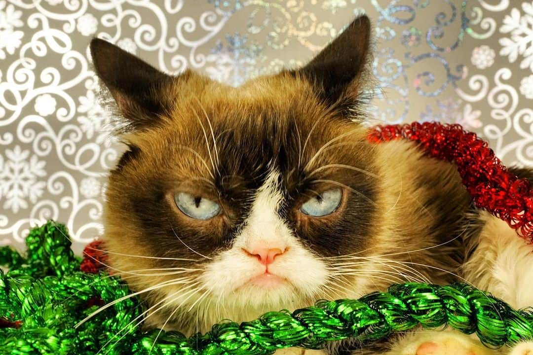 Grumpy Catさんのインスタグラム写真 - (Grumpy CatInstagram)12月5日 8時12分 - realgrumpycat