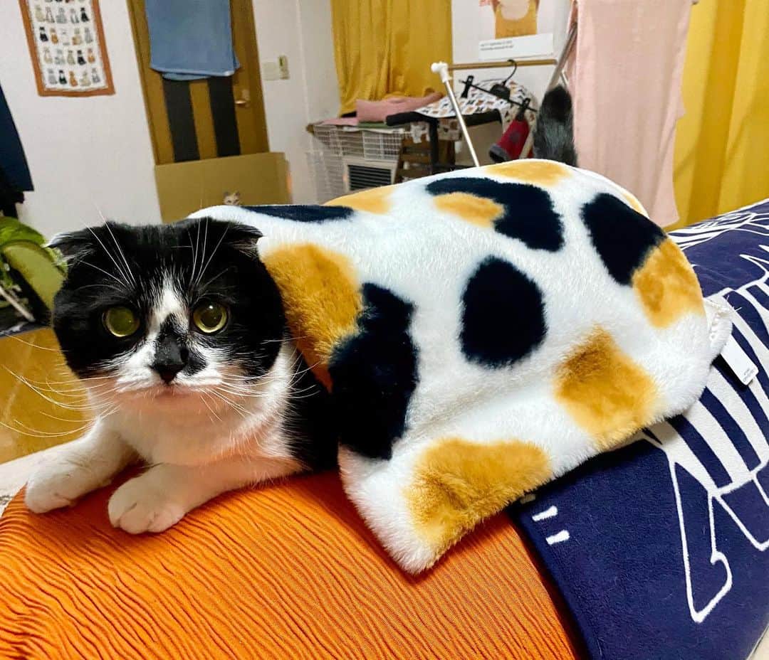 tiaichimaのインスタグラム：「Good morning!! 🌤おはムーギー‼︎  三毛柄の(ギー柄)フェイクファー生地って売ってないのよね〜  #猫ベッド作ろうかと  #牛柄組鼻まわり汚れ隊 #ムチムチッコ #ムーギー#MuuGieeboy#cat#neko#ねこ#neko#ネコ#スコティッシュフォールド#ScottishFold#まんじゅう部」