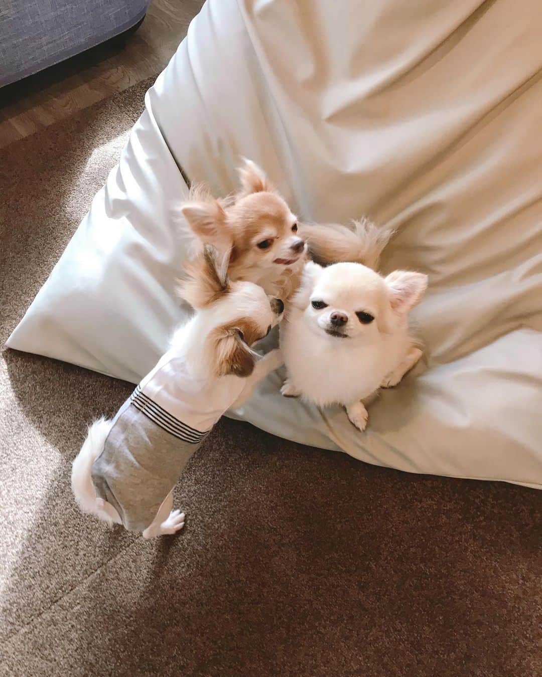 ∞maki∞??????さんのインスタグラム写真 - (∞maki∞??????Instagram)「2020.12.5 デコ♡フワ♡ピノ♡サラ♡オミ♡ツム♡ ・ ・ ・ おはようございます☀ ・ ・ ・ ・ 広いドッグラン みんなで楽しそうにランラン🥰💓 ・ ツムも初めてとは思えない走りっぷり👏😆💕 ・ ・ ・ ロケーションも最高だし 朝食も美味しかった〜😋👍✨ ・ ・ ・ ・ ・ 皆さま今日も素敵な1日を〜😌✨ ・ ・ ・ ・ ※コメント返しゆっくりになります🙏 ・ #鳥取#大山#狗賓#旅行記 #デラックスツイン#動画#Movie #dog#Chihuahua#Chihuahualove#Chihuahualife#instaChihuahua#IGersJP#all_dog_japan#happy#cute#love#犬#愛犬#イヌスタグラム#ちわすたぐらむ#チワワ#ロングコートチワワ#多頭飼い#可愛い#癒し#幸せ#おはよう#Goodmorning#ﾃﾞｺﾌﾜﾋﾟﾉｻﾗｵﾐﾂﾑ」12月5日 8時38分 - maki_dfpso