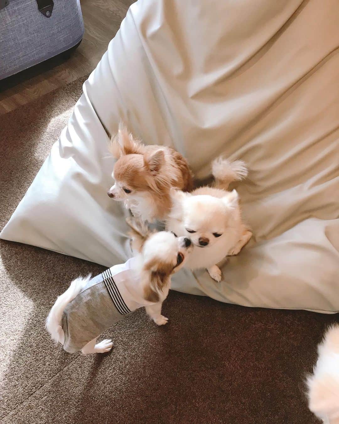 ∞maki∞??????さんのインスタグラム写真 - (∞maki∞??????Instagram)「2020.12.5 デコ♡フワ♡ピノ♡サラ♡オミ♡ツム♡ ・ ・ ・ おはようございます☀ ・ ・ ・ ・ 広いドッグラン みんなで楽しそうにランラン🥰💓 ・ ツムも初めてとは思えない走りっぷり👏😆💕 ・ ・ ・ ロケーションも最高だし 朝食も美味しかった〜😋👍✨ ・ ・ ・ ・ ・ 皆さま今日も素敵な1日を〜😌✨ ・ ・ ・ ・ ※コメント返しゆっくりになります🙏 ・ #鳥取#大山#狗賓#旅行記 #デラックスツイン#動画#Movie #dog#Chihuahua#Chihuahualove#Chihuahualife#instaChihuahua#IGersJP#all_dog_japan#happy#cute#love#犬#愛犬#イヌスタグラム#ちわすたぐらむ#チワワ#ロングコートチワワ#多頭飼い#可愛い#癒し#幸せ#おはよう#Goodmorning#ﾃﾞｺﾌﾜﾋﾟﾉｻﾗｵﾐﾂﾑ」12月5日 8時38分 - maki_dfpso
