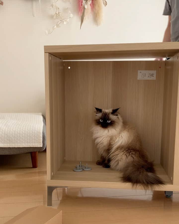 のインスタグラム：「IKEAの棚をみんなで作ったよ📦🪛🔩🛠🍂  . . . . #プリュムのいる生活 #猫のいる暮らし  #ヒマラヤン  #赤ちゃんと猫  #もふもふ#ヒマラニャンズ  #猫  #ねこ  #ペコねこ部#仲良し#姉妹#休日#インテリア#家具　#diy#IKEA#bff#friends#sisters#fluffycat#癒し#🐈 #고양이  #ilovecats  #himalayancat  #catsofinstagram #catloversclub  #bestmeow#weeklyfluff」