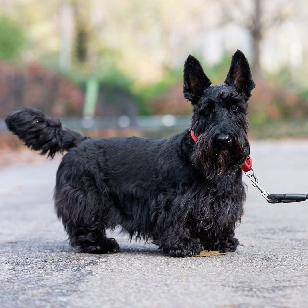 The Dogistさんのインスタグラム写真 - (The DogistInstagram)「Jess, Scottish Terrier (5 y/o), Central Park, New York, NY • “He’s grumpy – doesn’t get along with any dog. I’ve injured myself trying to save his life because he always tries to fight other dogs.”」12月5日 8時50分 - thedogist