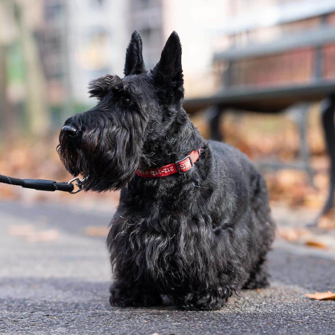 The Dogistさんのインスタグラム写真 - (The DogistInstagram)「Jess, Scottish Terrier (5 y/o), Central Park, New York, NY • “He’s grumpy – doesn’t get along with any dog. I’ve injured myself trying to save his life because he always tries to fight other dogs.”」12月5日 8時50分 - thedogist