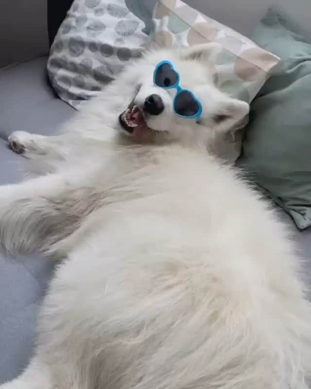 のインスタグラム：「“Twerk it 🤪“ — @wanderlust_samoyed #fridayvibes   #dogsofinstagram」