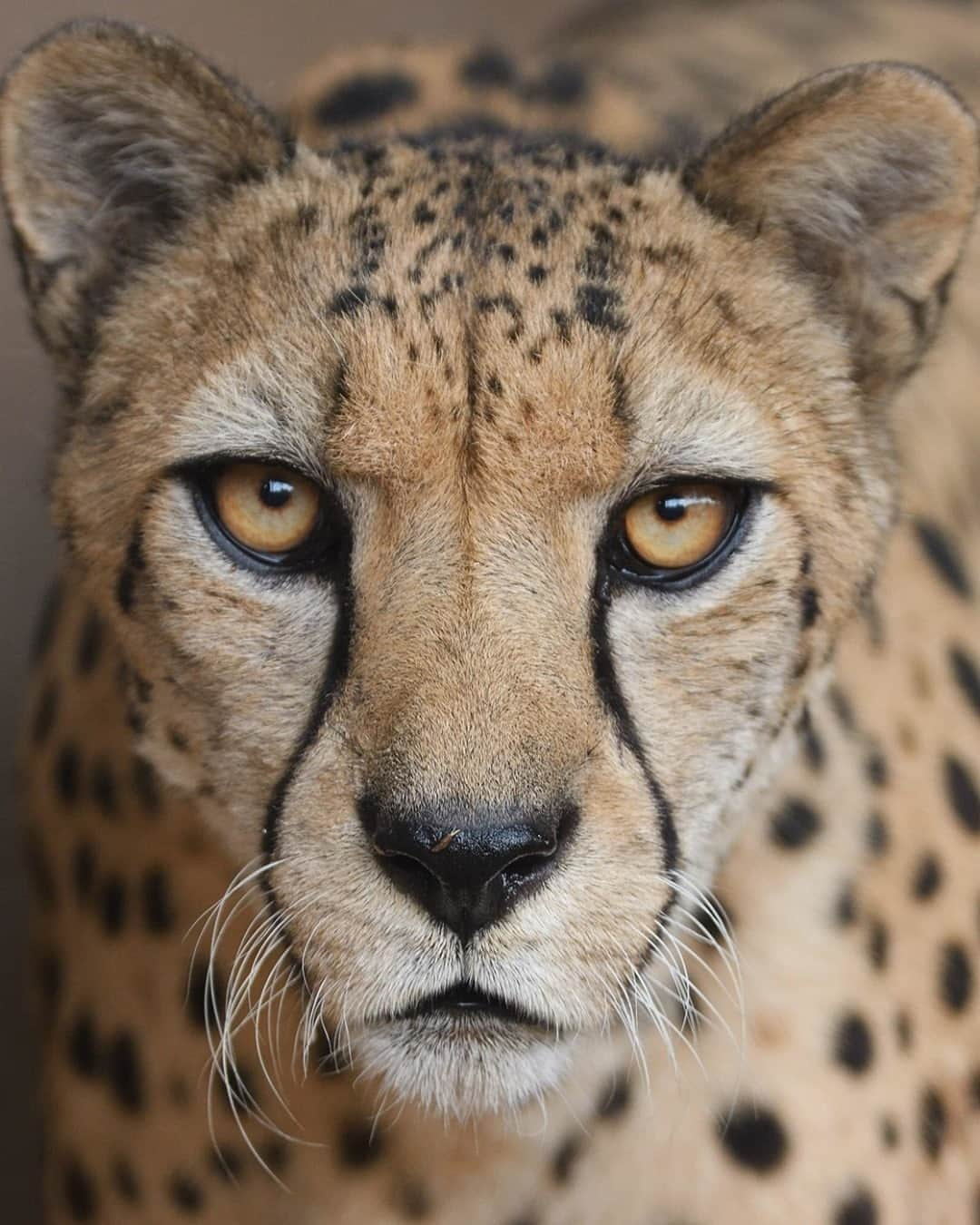 San Diego Zooさんのインスタグラム写真 - (San Diego ZooInstagram)「Purrrfect portrait for #InternationalCheetahDay 🖤 #BigCats #ChaChaChaCheetah #SanDiegoZoo 📷 Mike Wilson」12月5日 9時00分 - sandiegozoo