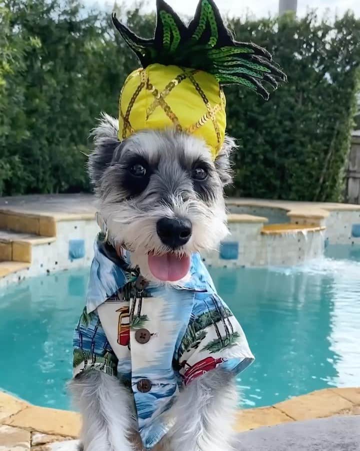Remix the Dogのインスタグラム：「[sounds on!] C’mon doggies, do the Conga! #CongaFeatYou #DoWhatMovesYou  Check out @bacardiusa for a chance to be featured in the new Conga music video. 🍍」