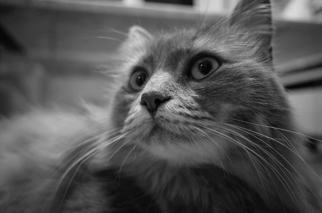 宮崎秋人さんのインスタグラム写真 - (宮崎秋人Instagram)「#ウル #cat #愛猫」12月5日 9時37分 - shuto_miyazaki