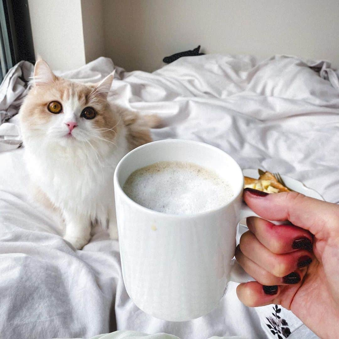 森彩香さんのインスタグラム写真 - (森彩香Instagram)「おはよ⤴︎☕️ カフェラテから始まる朝さいこう~~😽🤍 . 今日はフリマイベントの日ですー！ 初めてのイベントにドキドキですが、来られる方よろしくお願いしまする😌🤍 . . . . .」12月5日 9時36分 - ayarin_6v6