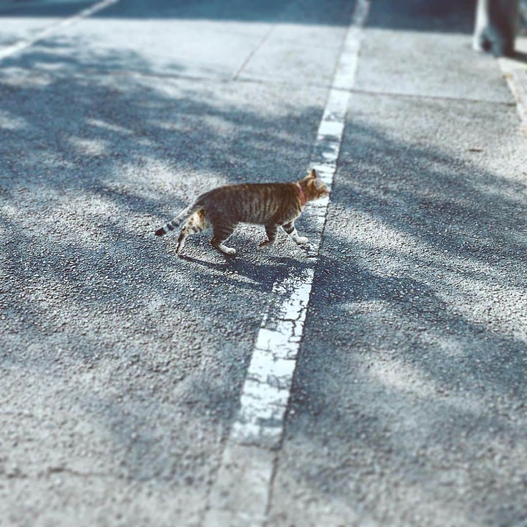 中野敬久さんのインスタグラム写真 - (中野敬久Instagram)「#cat #walking #neighborhood #hope #strutting #cool」12月5日 9時39分 - hirohisanakano