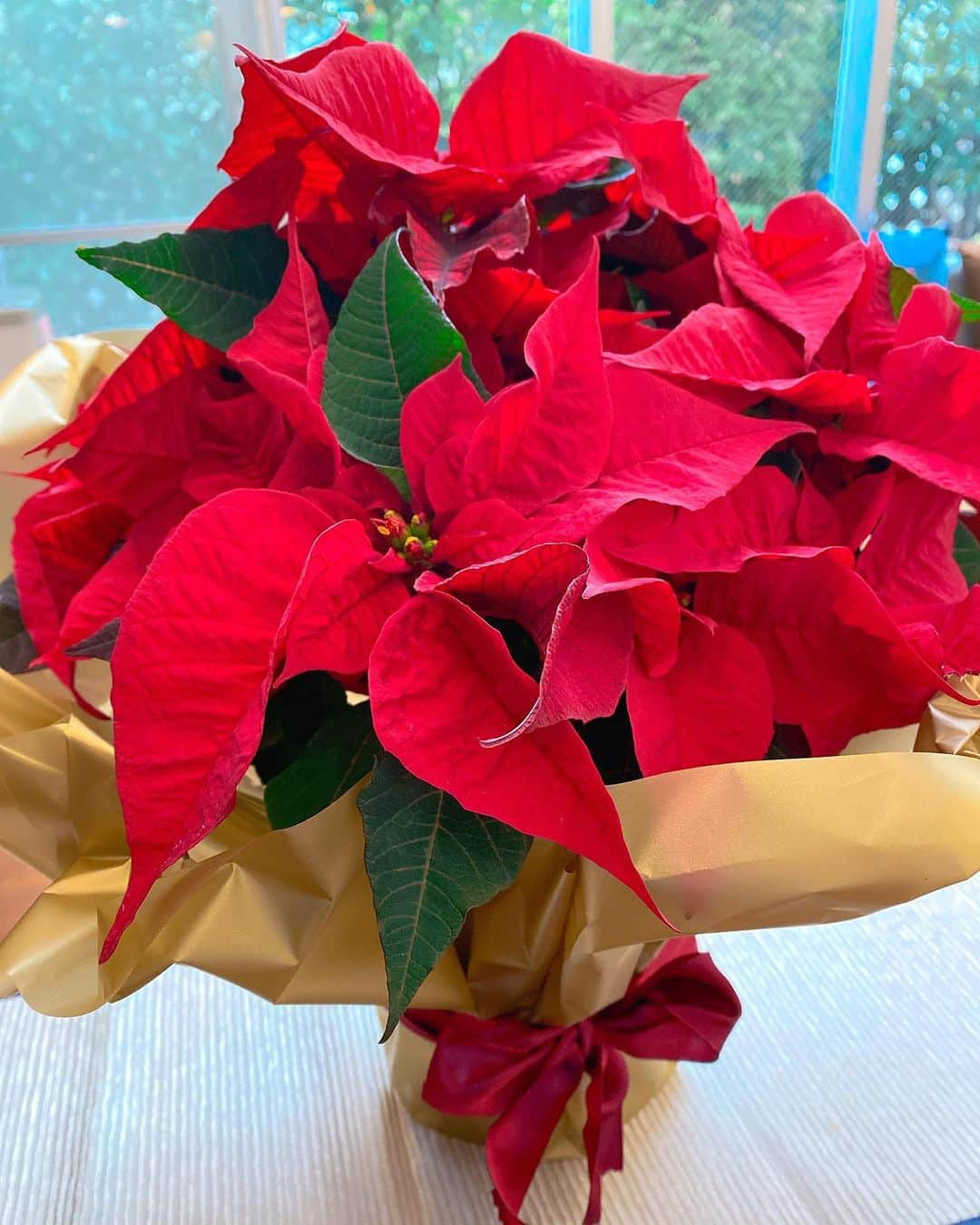 山本愛子のインスタグラム：「ポインセチアを見ると、12月がきた〜って気分になりますね💓🌺  好きなお花です❤︎😊  #ポインセチア #お花 #12月」