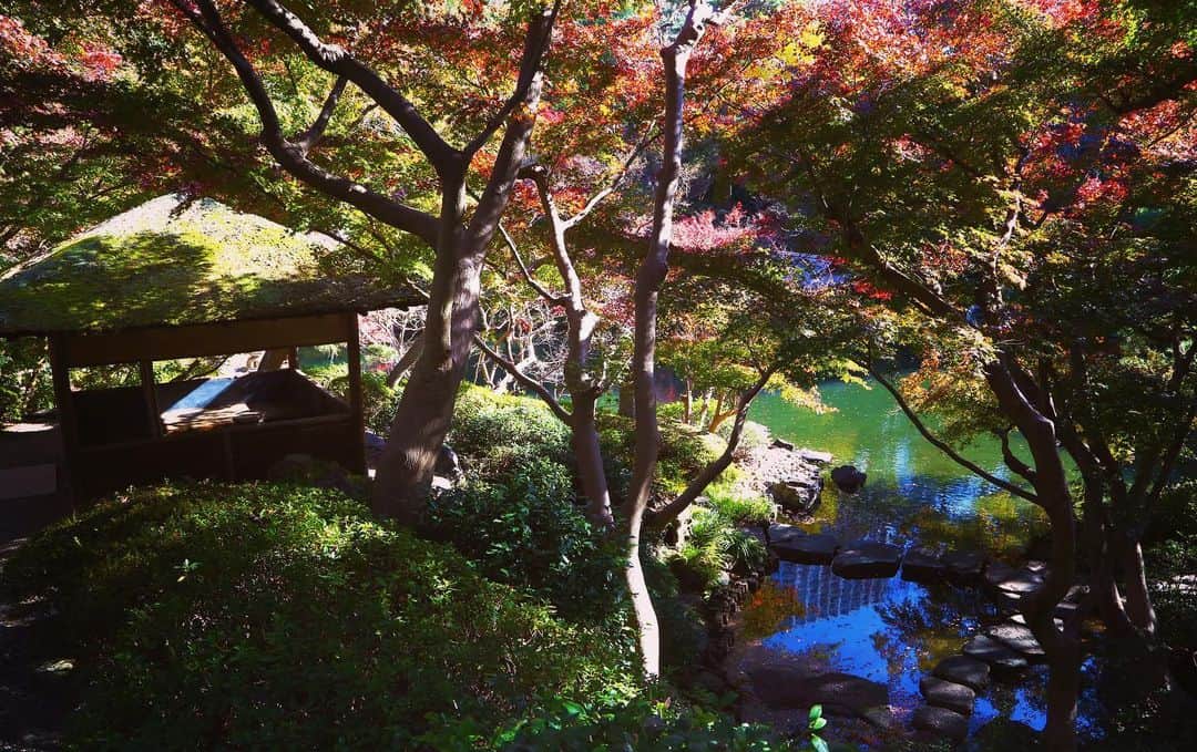 八芳園さんのインスタグラム写真 - (八芳園Instagram)「陽が木々に落ちる陰影がまるで切り絵のように美しい秋の終わり。 . 本日から開催の MuSuBu 12月5日-6日 2日間限定  《FUKUSHIMA KIOKE PROJECT》をご紹介いたします。 . 八芳園は、絶滅の危機にある日本の伝統文化「木桶」を応援するべく「日本の木桶を守る発酵文化サスティナブルコミュニティ」イベントを実施しています。﻿ 第3回目となる今回は初のリアルイベントとなり、本日より2日間限定でMuSuBuにて開催いたします。 ﻿. 「震災から10年の節目となる2021年に、福島県の木を用いて、福島県で木桶をつくろう」と精力的に活動している「福島木桶プロジェクト」とタッグを組み、福島県の職人の皆様とともに木桶の魅力をお伝えします。  . 《FUKUSHIMA KIOKE PROJECT》を楽しむコンテンツ﻿ ・「木桶」を学ぼう！福島県の木桶職人さんとオンラインで繋がるYouTube LIVE配信﻿ ・木樽で作られた日本酒を味わう試飲ブース﻿ ・木桶で作られた醤油で八芳園MuSuBuシェフ考案のフードメニューを味わおう﻿ . 高さ2mもの実物の「木桶」の迫力や、その「木桶」でつくられた醤油の味の違いをお愉しみ頂ける2日間。﻿ 古くから続く日本文化に、MuSuBuにて触れてみてください。 ﻿. イベント模様はYouTube LIVEにて配信いたしますので、 MuSuBuに来られない方にもお楽しみいただけます。﻿ . ≪YoutubeLIVE配信はこちら≫ 2020年12月5日（土）12時00分～：https://youtu.be/PgeGZVZY1T4 2020年12月5日（土）14時00分～：https://youtu.be/fFO1X7avPT8 2020年12月5日（土）16時00分～：https://youtu.be/4FBM-3Y_9aU 2020年12月6日（日）12時00分～：https://youtu.be/FPTUE0RWhG0 2020年12月6日（日）14時00分～：https://youtu.be/CGuSYtlnw7k 2020年12月6日（日）16時00分～：https://youtu.be/HVDzEdQRSpE  出演者：福島木桶プロジェクト 株式会社BANKS 長谷川大輔氏、木造工舎 大工 伊藤大輔氏（順不同） . 白金台のプラチナ通りから日本を健やかに、 MuSuBuは「人」と「食」を中心としたコミュニティコンテンツ、オンラインとリアルを融合させたコミュニティの創造を目指しています。﻿ . . . @musubu_happoen  . . #八芳園 #結婚式場 . #木桶 #江戸時代 #福島県 #福島 #木桶職人復活プロジェクト #醤油 #日本酒 #発酵 #発酵食品  #🍶 #サスティナブル #sdgs . #日本庭園 #紅葉 #紅葉スポット #紅葉ライトアップ #秋　#風景写真 #港区 #紅葉狩り  . #東京観光  #東京カメラ部  #写真好きな人と繋がりたい  #カメラ好きな人と繋がりたい  #風景写真を撮るのが好きな人と繋がりたい  #その瞬間に物語を  . #japanesegarden  #tokyotokyo」12月5日 9時59分 - happoen