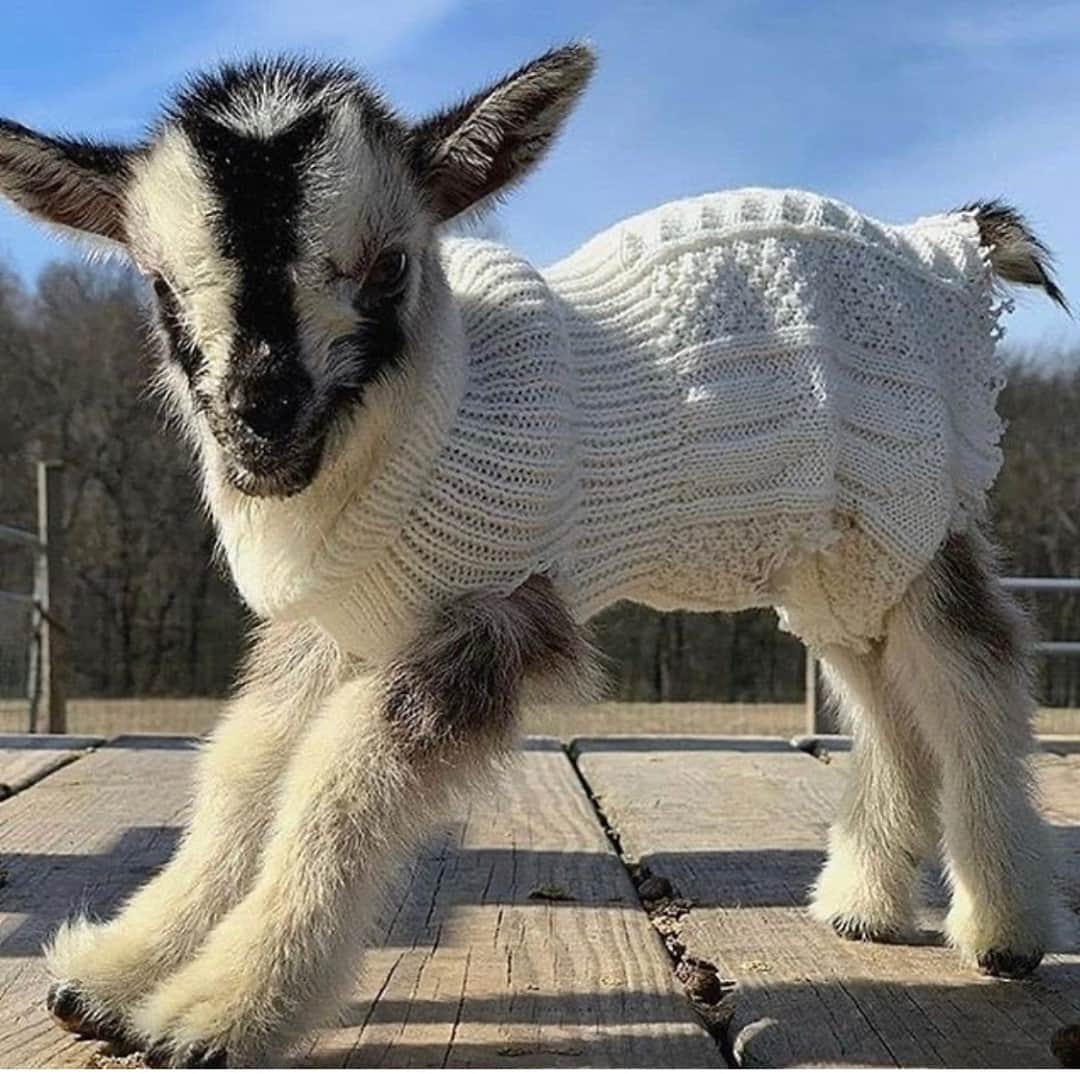 クレオベラのインスタグラム：「Staying cozy all weekend long just like this little guy ☕」
