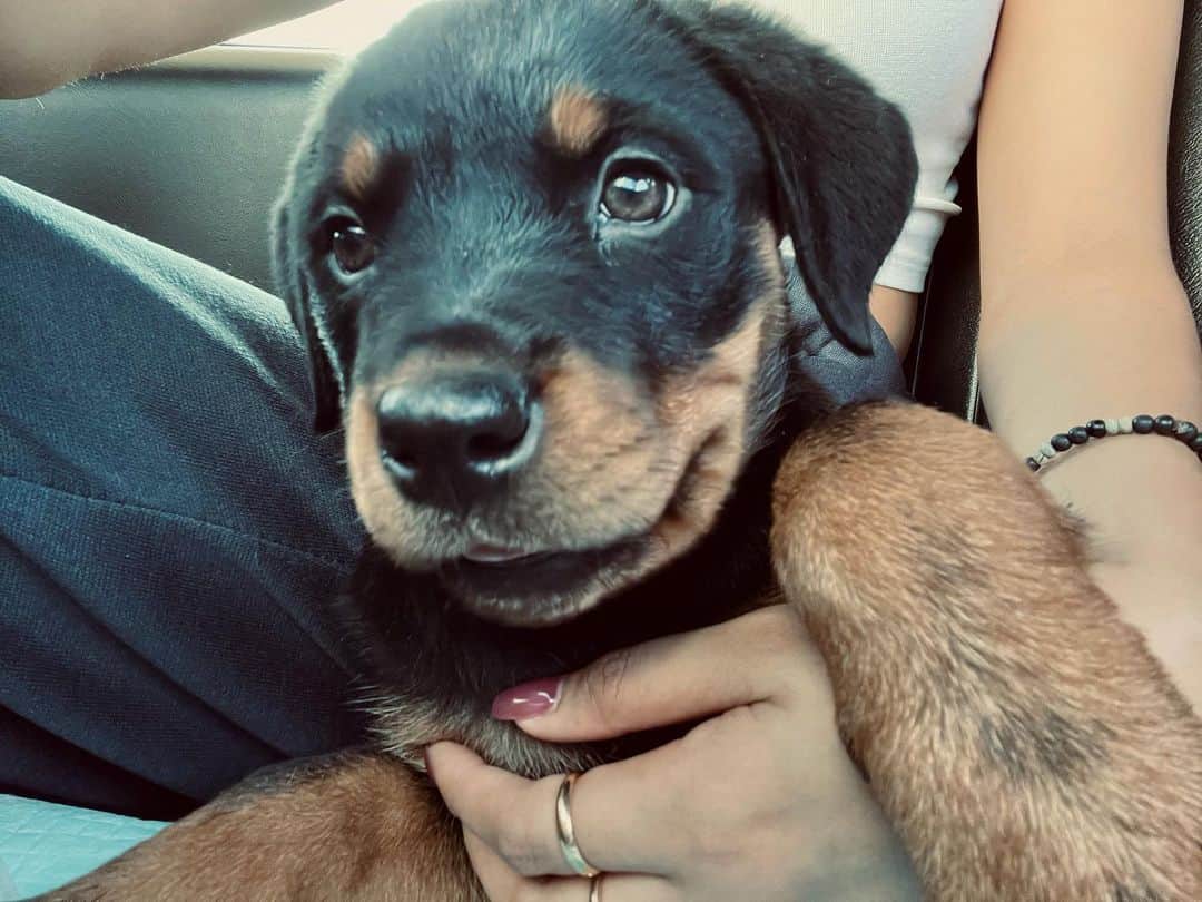 香川沙耶さんのインスタグラム写真 - (香川沙耶Instagram)「Hi my name is April☺︎ Nalaちゃんに妹ができました！ 2ヶ月のロットワイラーの女の子、エイプリルです！ NalaもAprilもよろしくお願いします❤️ #rottweiler #puppy」12月5日 15時32分 - saya.kagawa