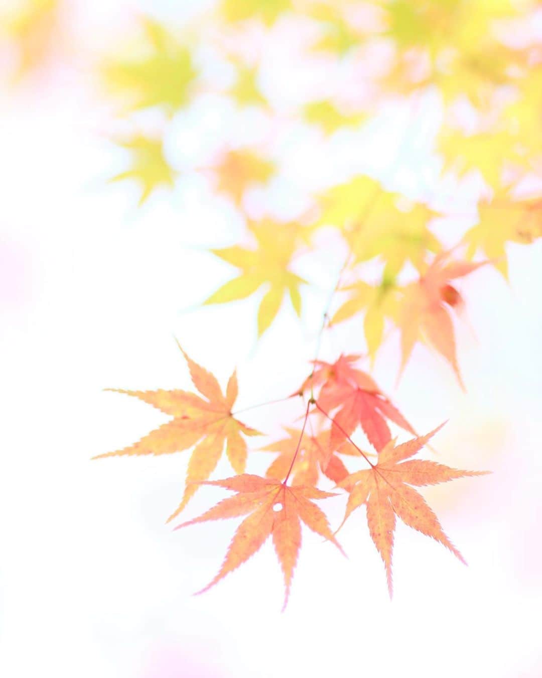 kiccyomuのインスタグラム：「☁️☔️ 2020.12.05 Sat 京都の #紅葉 🍁 嵐山の #常寂光寺 #モミジ 🍁 ホント…綺麗でした😊  週末土曜日… ちょっと寒くて☔️だけど… 今日も元気に🤗  location #京都 📷撮影 2020年11月21日」