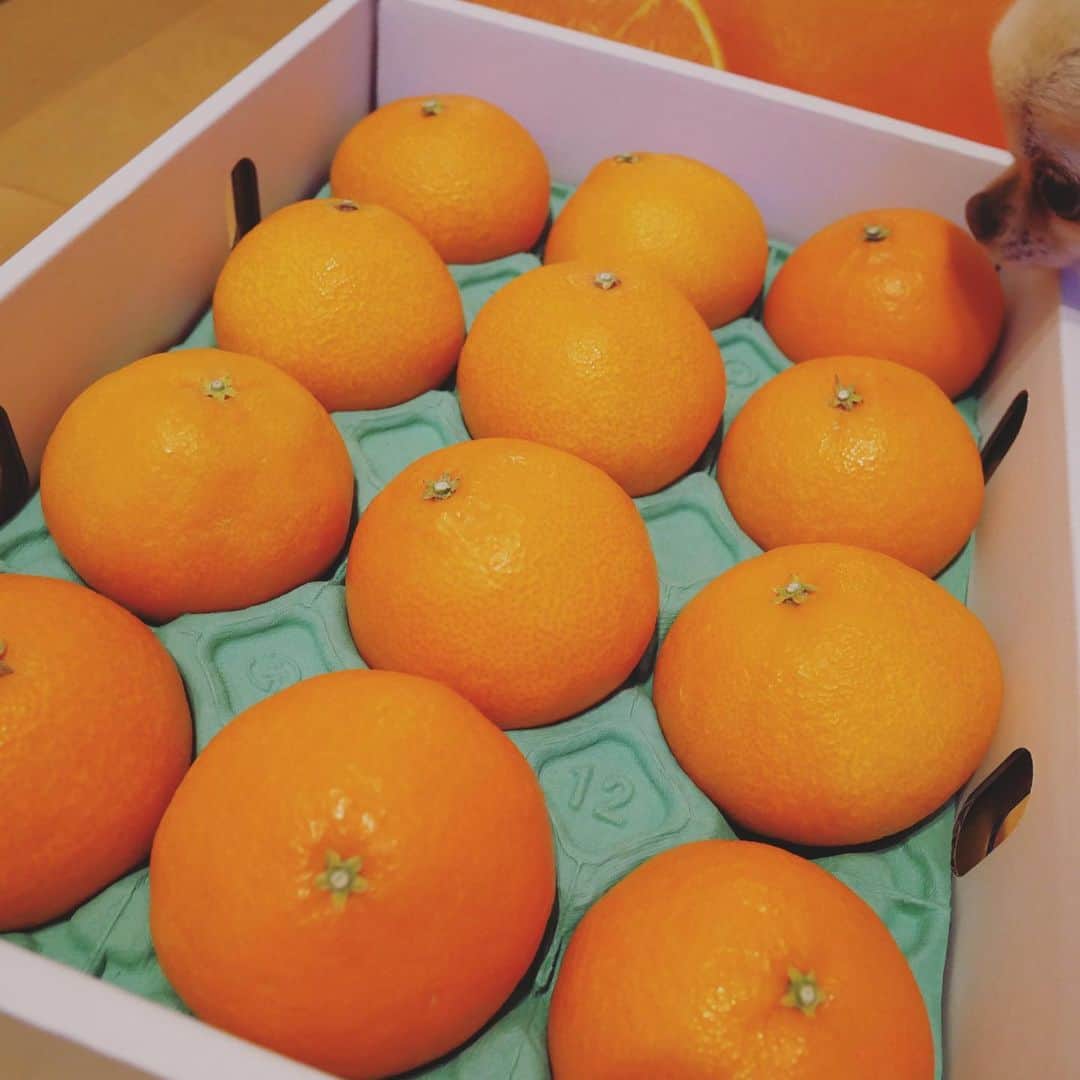 本田朋子さんのインスタグラム写真 - (本田朋子Instagram)「愛媛の紅まどんな。 甘くてゼリーのような食感で、溢れる果汁が幸せな気分にしてくれます♡ 普通のみかんよりも大きく、味も食感も異次元。 一度は食べていただきたい逸品です。🍊🍊🍊  #愛媛 #柑橘 #高級フルーツ #贈答用にもぴったり #紅まどんな」12月5日 10時25分 - tomoko_honda_official_phonics