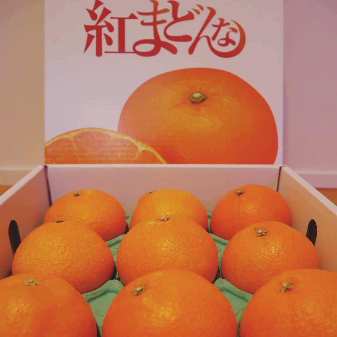 本田朋子さんのインスタグラム写真 - (本田朋子Instagram)「愛媛の紅まどんな。 甘くてゼリーのような食感で、溢れる果汁が幸せな気分にしてくれます♡ 普通のみかんよりも大きく、味も食感も異次元。 一度は食べていただきたい逸品です。🍊🍊🍊  #愛媛 #柑橘 #高級フルーツ #贈答用にもぴったり #紅まどんな」12月5日 10時25分 - tomoko_honda_official_phonics