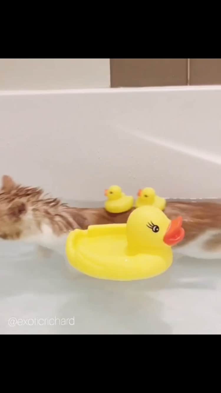 The Cats Of Instagramのインスタグラム：「#Repost • #COIVideoChallenge • @exoticrichard #SelfCare #MeTime」