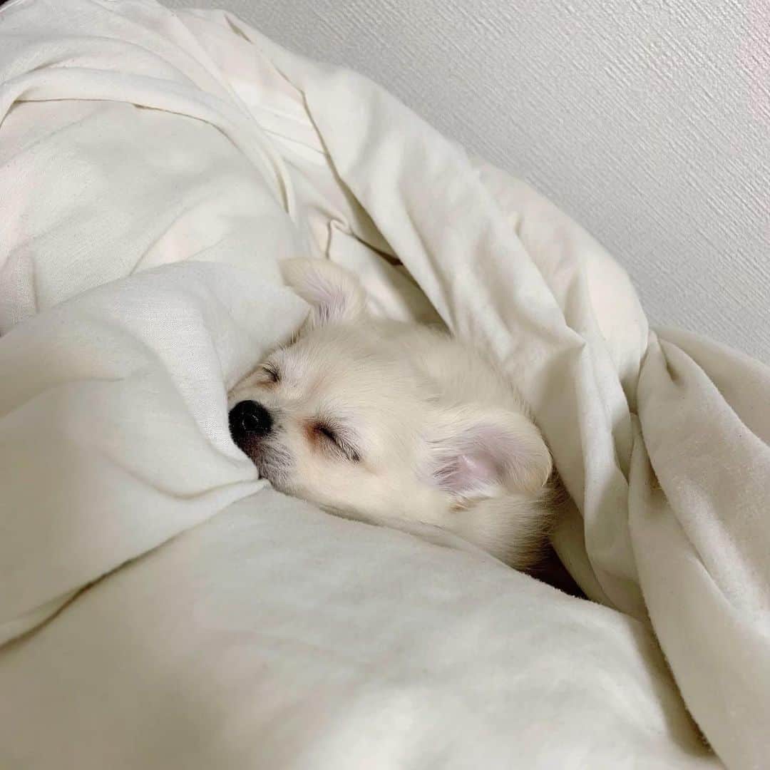 のインスタグラム：「can’t get out of bed.. good morning btw have a good day 🤍」