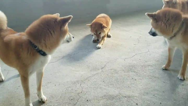 柴犬たま Shibainu Tamaのインスタグラム