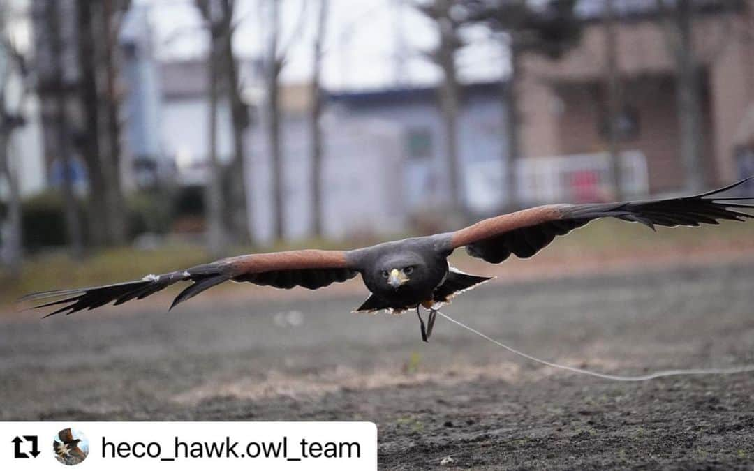 hokkaidoecoさんのインスタグラム写真 - (hokkaidoecoInstagram)「#Repost @heco_hawk.owl_team  ・・・ 低空飛行中💨  #北海道エコ動物自然専門学校  #鷹匠  #鷹 #ハリスホーク #モモアカノスリ #hawk #鷹チーム #フライトトレーニング  #ユキ #猛禽類」12月5日 10時58分 - hokkaidoeco