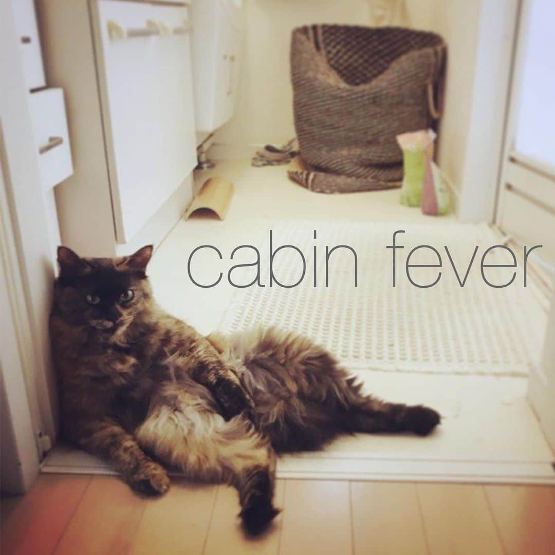 アメリカ大使館さんのインスタグラム写真 - (アメリカ大使館Instagram)「“cabin”は、締め切った場所のことで、”fever”は、直訳すると発熱🥵 そこから「室内に長時間閉じ込められることで、退屈に感じたり、気が滅入ったり、怒りっぽくなる状態」を指すのが、”cabin fever”というイディオムです。 使い方はこんな感じ…🐱 “I got cabin fever last weekend because it was constantly raining and I couldn’t go out.” 「先週末は雨で家から出られなくて、ずっとイライラしてたよ。」☔️😾😿 ステイホームばかりで気が滅入りそうになったら、🏡窓を開けたり、誰かに電話したり、散歩🚶🏽してみたり…気分転換が大事ですね！ . #usa #america #studyabroad #livinginamerica #idioms #phrases #cabinfever #cat #crankymood #stayhome #covid19 #アメリカ #アメリカ生活 #留学 #イディオム #フレーズ #英会話 #イライラモード #退屈 #ステイホーム #おうち時間 #新型コロナウイルス #cabin #fever #もふもふ」12月5日 10時58分 - usembassytokyo