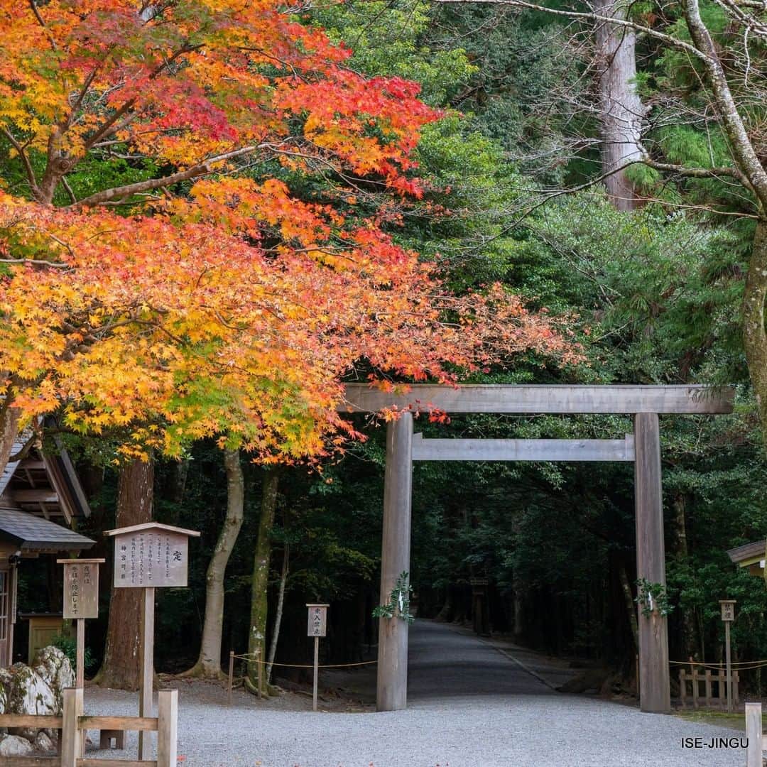 のインスタグラム：「#伊勢神宮 #神宮 #神社 #心のふるさと #瀧原宮 #別宮 #鳥居 #紅葉 #ISEJINGU #JINGU #SOUL_of_JAPAN #japan #jinja #shinto #takiharanomiya #torii #autumncolors」