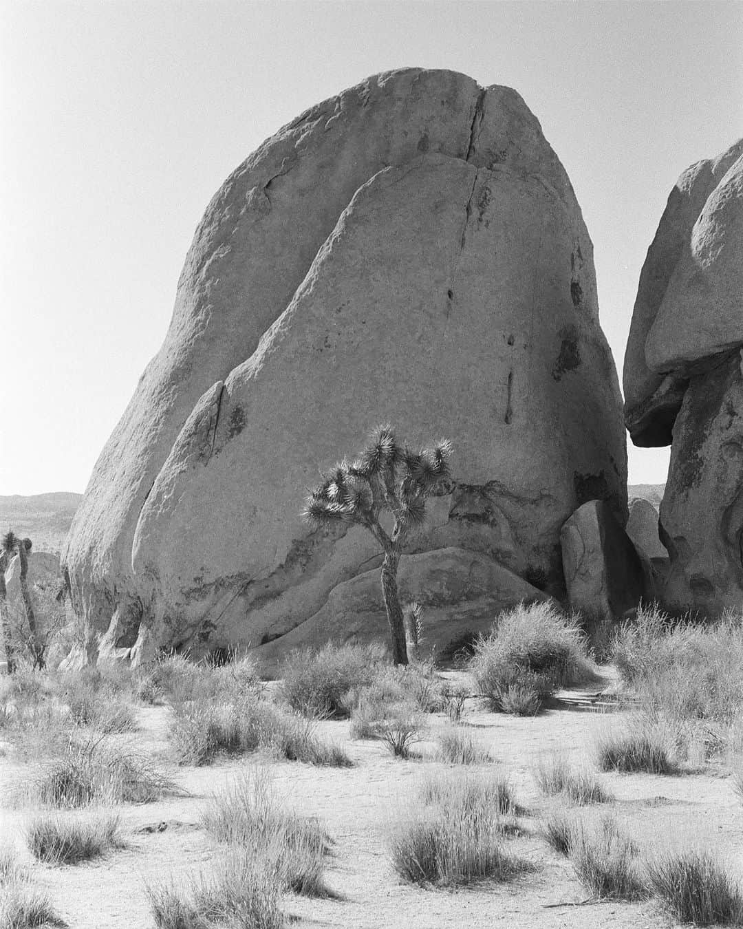 松島エミのインスタグラム：「ジョシュアツリー @eyesonemi   #la #joshuatree #joshuatreenationalpark #hiking #film #filmcamera #shootfilm #filmphotography #フィルム　#ライカ　#フィルムカメラ　#analogphotography #blackandwhite #blackandwhitephotography #landscape #nature #beauty #leica #leicaphotography #leicam6 #ilford #ilfordfilm #rocks#rockclimbing#nature#naturephotography」