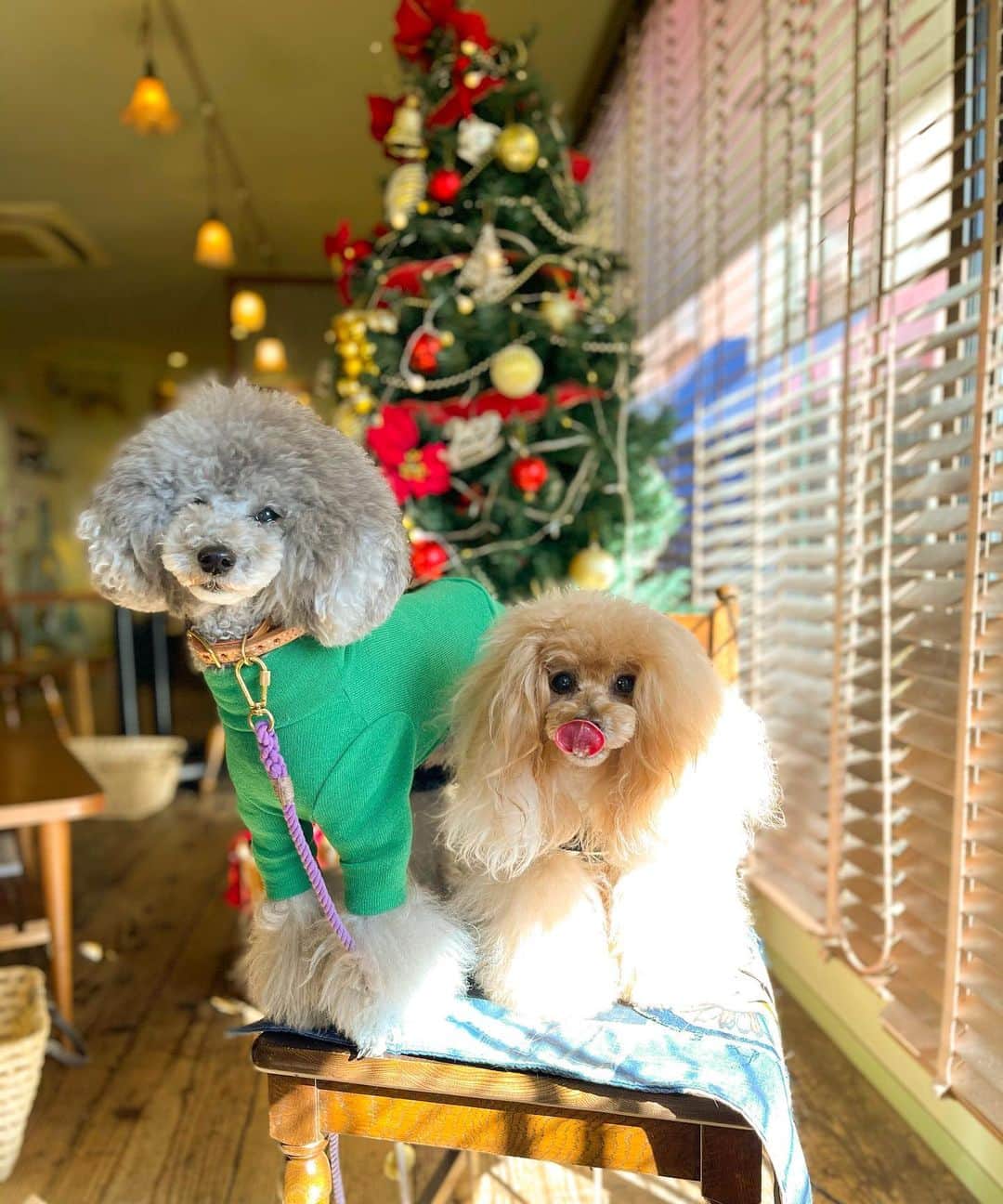 Toypoodle Mikuru?Asakusa Tokyoのインスタグラム：「📍cafe crumpets @cafe_crumpets   ラフ君 @laugh0903 とlunchデート❤️ 初めてのクランペットさんでのlunch🥰 みゆきんとハートランドで乾杯🍻 トマトソースに感動して、デザートまでガッツリたいらげました😋 とても美味しかったです😍 キッシュもたべたいなぁあ💕💕💕  みゆきん、ラフ君ありがとうございました♥️  20201128 Saturday.  #用賀カフェ #クランペット #ランチデート #昼飲み ともいう  ※全てiphone 撮影です😃  あー ラフ君はみくるより私の方が好きなんだと思う😂」
